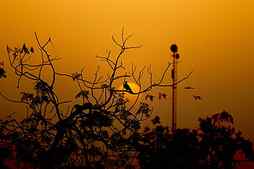 bird, branches, silhouette, sunset, sun, HD wallpaper