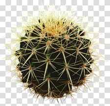 Cactus, Succulent Plant, Plants, Echinocereus, Golden Barrel Cactus, Saguaro, Echeveria Elegans, Thorns Spines And Prickles transparent background PNG clipart thumbnail