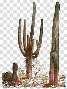 Cactus, Saguaro National Park, Golden Barrel Cactus, Ceroid Cactus, Drawing, Plants, Echinocactus, San Pedro Cactus transparent background PNG clipart thumbnail