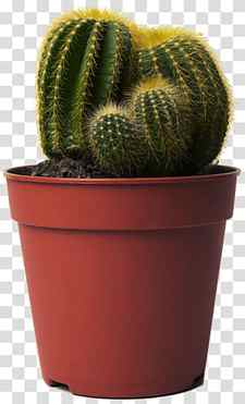 Flower Love, Cactus, Happy Cactus Choose It Love It Let It Thrive, Golden Barrel Cactus, Succulent Plant, Echinopsis Oxygona, Plants, Hedgehog Cacti transparent background PNG clipart thumbnail