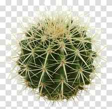 Triangle, Golden Barrel Cactus, Succulent Plant, Plants, Ferocactus, Eastern Prickly Pear, Saguaro, Desert transparent background PNG clipart thumbnail