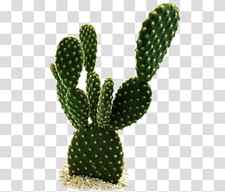 Triangle cactus Golden barrel cactus Plants San Pedro cactus, cactus transparent background PNG clipart thumbnail