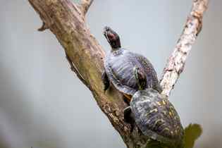 turtles animal