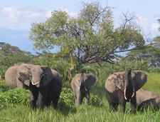 Kilimanjaro elephants (from Tanzania) visiting Amboseli. (©ElephantVoices)