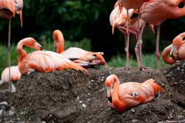 A flock of flamingos on nests made of mud that resemble mini volcanos. One flamingo in the foreground has a chick under its wings, others stand in the background.