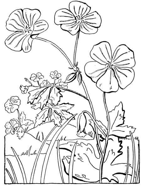 Floral Coloring Page Wild Geraniums