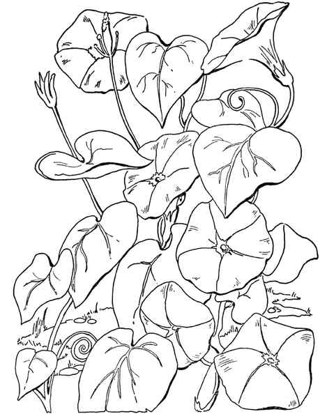 Morning Glories Coloring Page