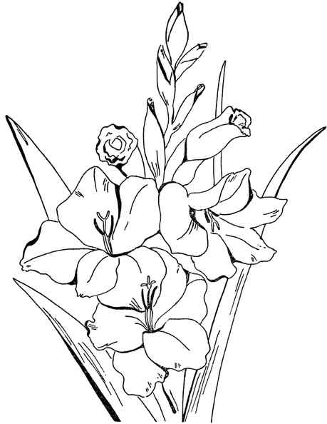Gladiolus Flowers to color