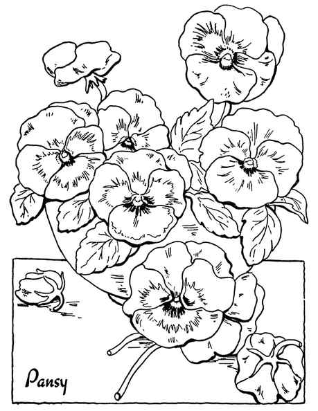 Pansy Floral coloring page