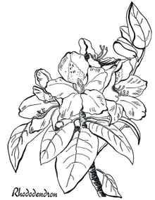 Rhododendron Adult Coloring Pages