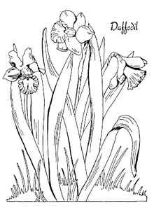 Adult Coloring Page Daffodils