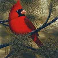 Northern Cardinal by Rick Bainbridge