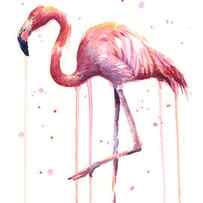 Watercolor Flamingo by Olga Shvartsur