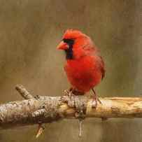 Cardinal Red by Sue Capuano