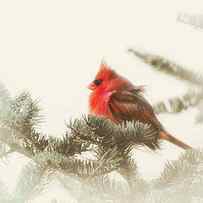 Christmas Cardinal by Sue Capuano