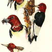 Red headed woodpecker bird by Juan Bosco