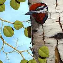 Red-Naped Sapsucker by Rick Bainbridge