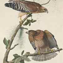 Red Shouldered Hawk by Dreyer Wildlife Print Collections 