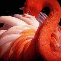 Flamingo by Makoto Nishikura