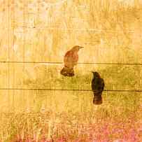 Summer Crows by Carol Leigh