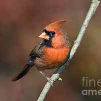 Male Northern Cardinal - D007813 by Daniel Dempster