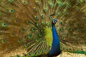 bird pictures to paint peacock 