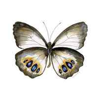 95 Palmfly Butterfly by Amy Kirkpatrick