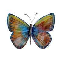 22 Clue Butterfly by Amy Kirkpatrick
