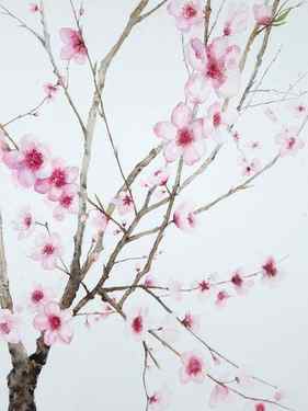 Peach Tree in Bloom thumb