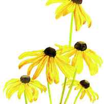 Black Eyed Susan Poster by Sharon Freeman