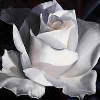 la rosa bianca by Guido Borelli