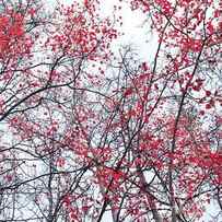 canopy trees by Priska Wettstein