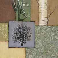 White Birch by Susan Clickner