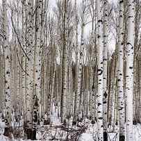 Aspens In Winter - Colorado by Brian Harig