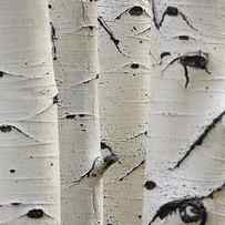 Birch Trees In A Row Close-up Of Trunks by Sirtravelalot