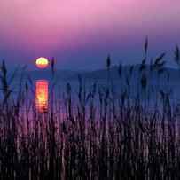 Colorful Sunset On Lake Chiemsee, In The Foreground Reed Stalks by Wolfgang Gasser