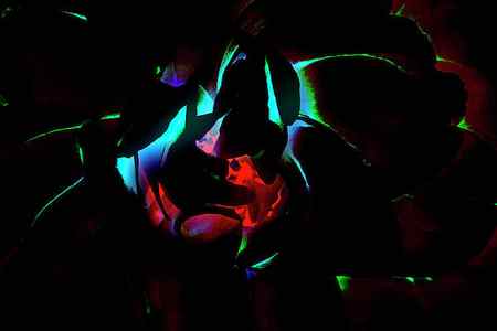 Wall Art - Photograph - Neon Glow In The Dark 03 by Eva Bane