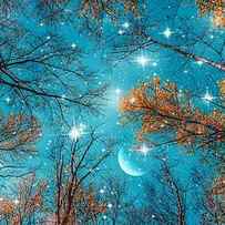 Starry Sky in the Woods by Marianna Mills