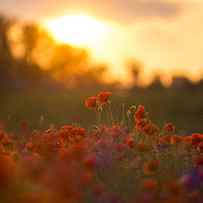Poppies Against The Light Before Sunset On A Field In Munich Langwied, Munich, Bavaria, Germany by Christoph Olesinski