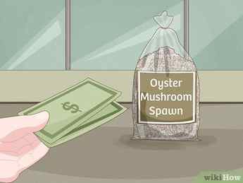 Step 1 Purchase oyster mushroom spawn.