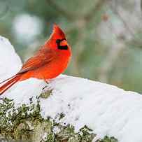 A Northern Cardinal Cardinalis by Tom Patrick / Design Pics