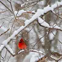 A Cardinal Snow by Betsy Knapp