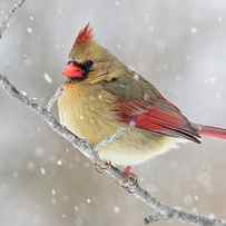 Female Northern Cardinal In Snow by Adam Jones