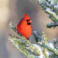 Northern Cardinal Male In Spruce Tree by Richard and Susan Day