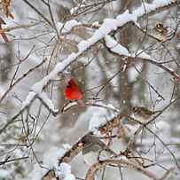 The Cardinal Rules by Betsy Knapp