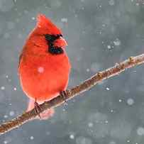 Mr. Cardinal In The Snow by Lm Meng