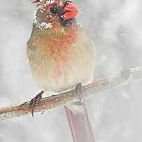 Female Cardinal in a Spring Snowstorm by Jim Hughes