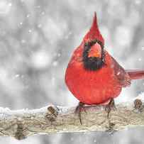 Stoic Cardinal in the snow by Jim Hughes