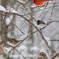 Blushing Red Cardinal in the Snow by Betsy Knapp