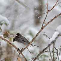 Snowy Grace Cardinals by Betsy Knapp